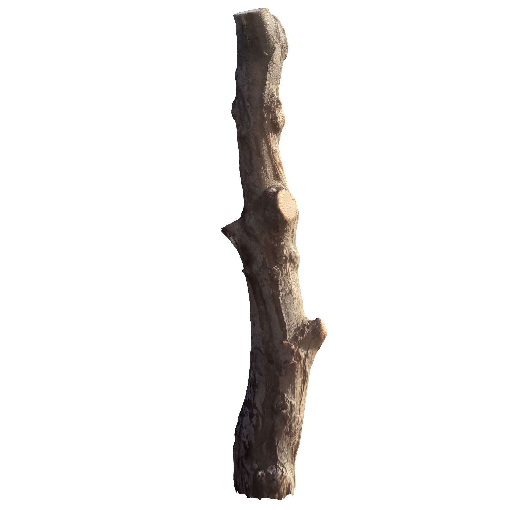 tree trunk 10 total tree trunk vol 3 3D model_12