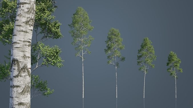 Common Birch Trees Low-poly 3D model