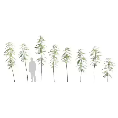 Young Jacaranda Mimosifolia