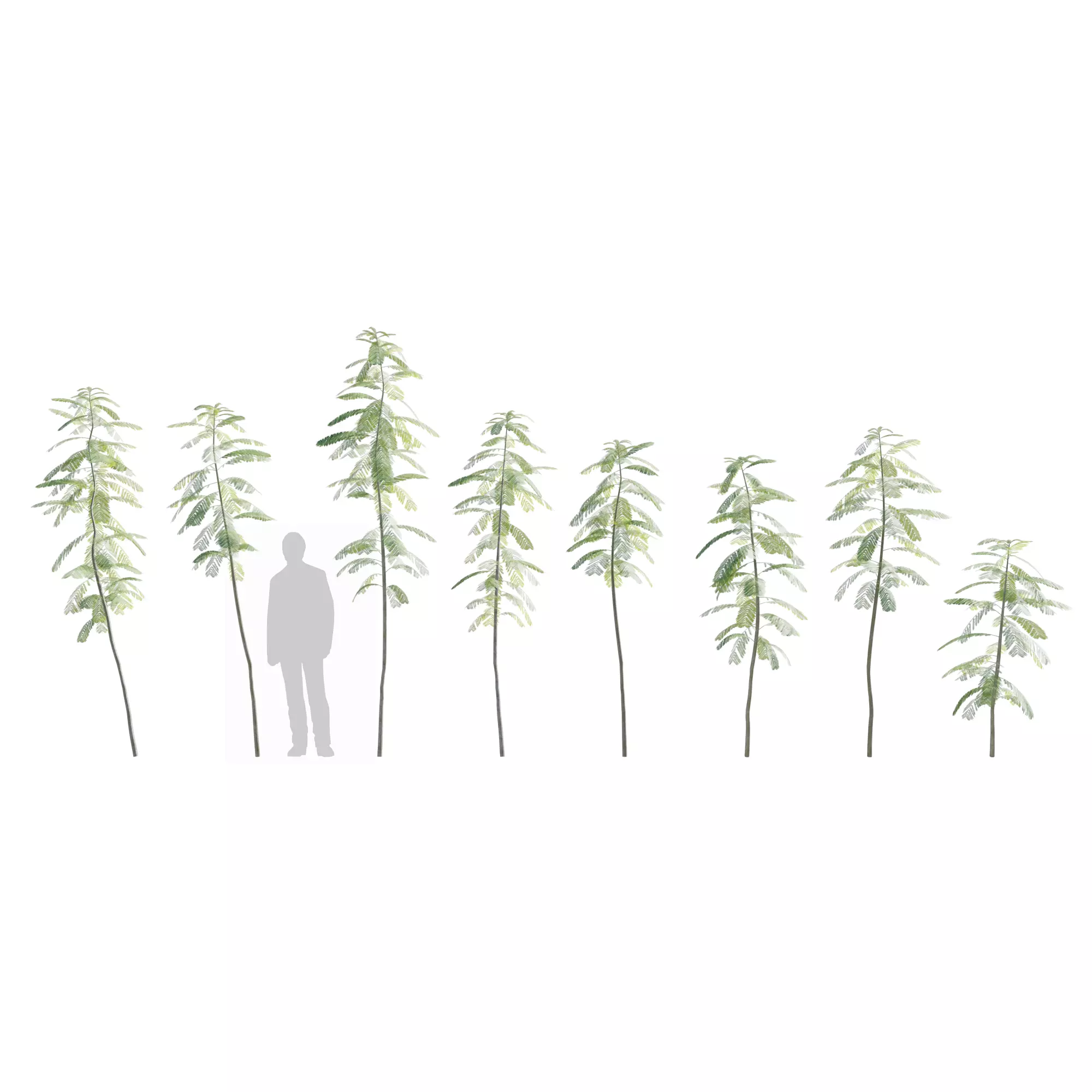 Young Jacaranda Mimosifolia Free 3D model