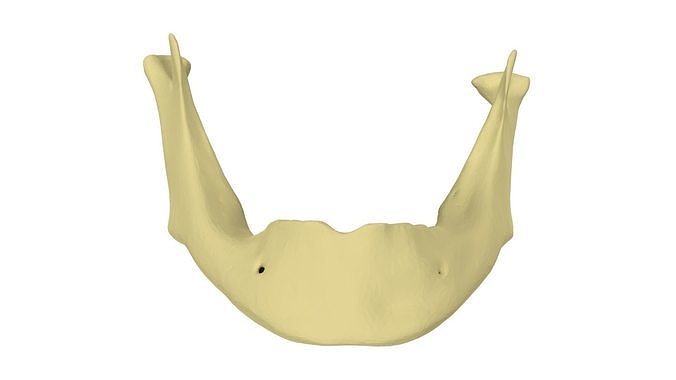Mandible  without  Teeth -  3D print model
