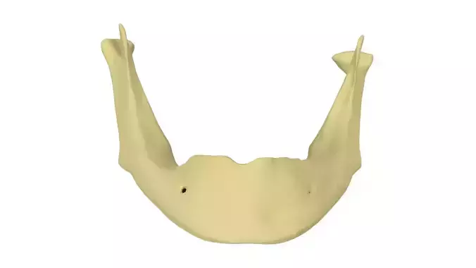 Mandible  without  Teeth -  3D print model