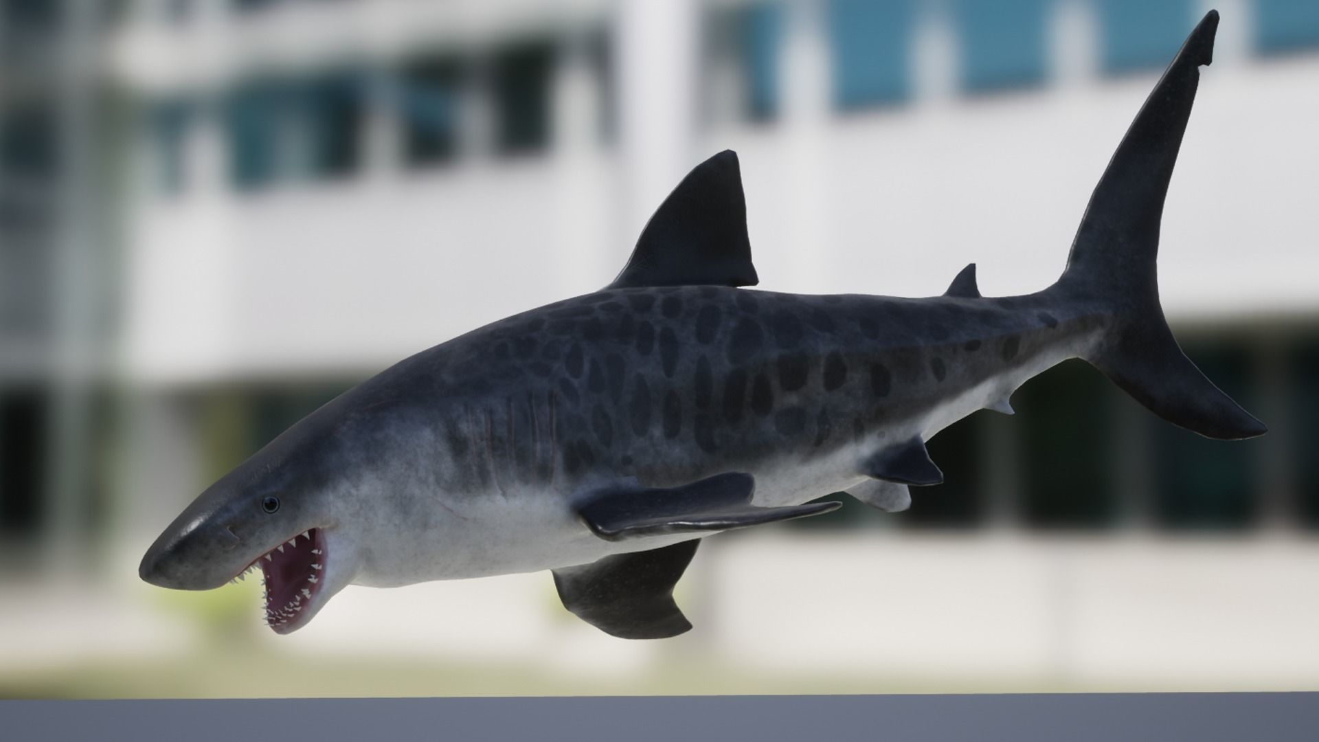 Tiger Shark Low-poly 3D model_12