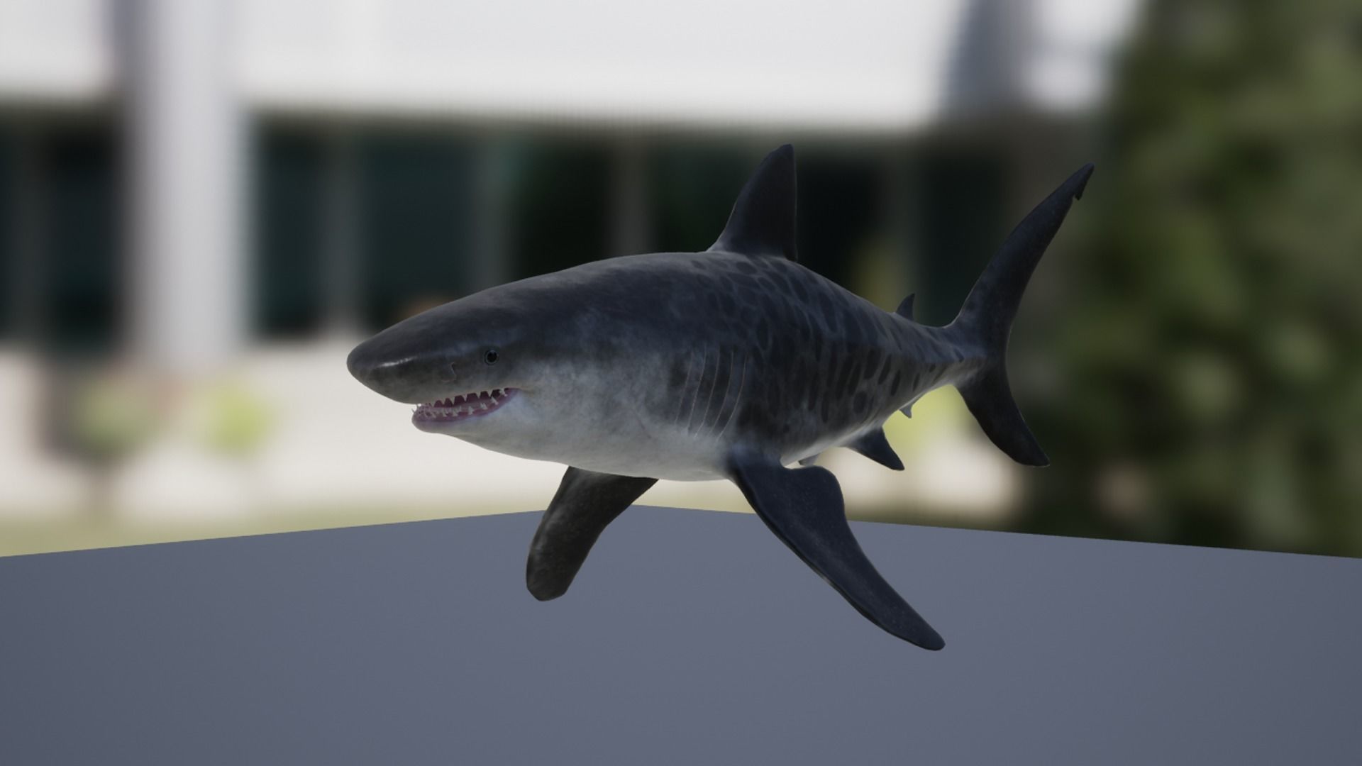 Tiger Shark Low-poly 3D model_10