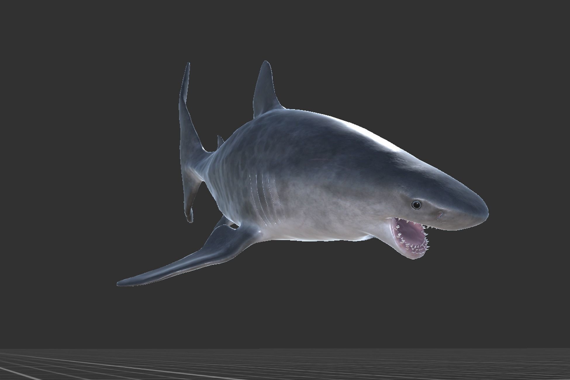 Tiger Shark Low-poly 3D model_7