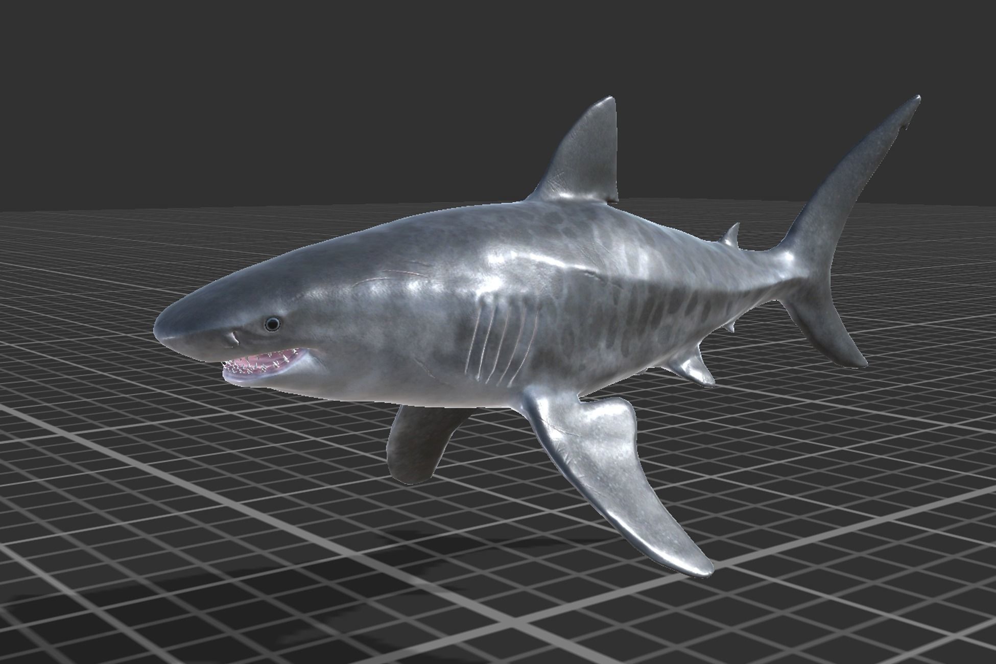 Tiger Shark Low-poly 3D model_4