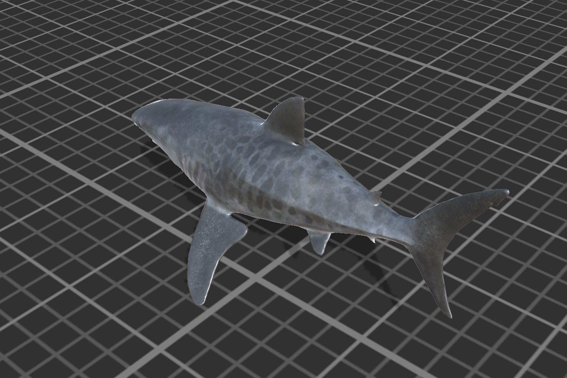 Tiger Shark Low-poly 3D model_5
