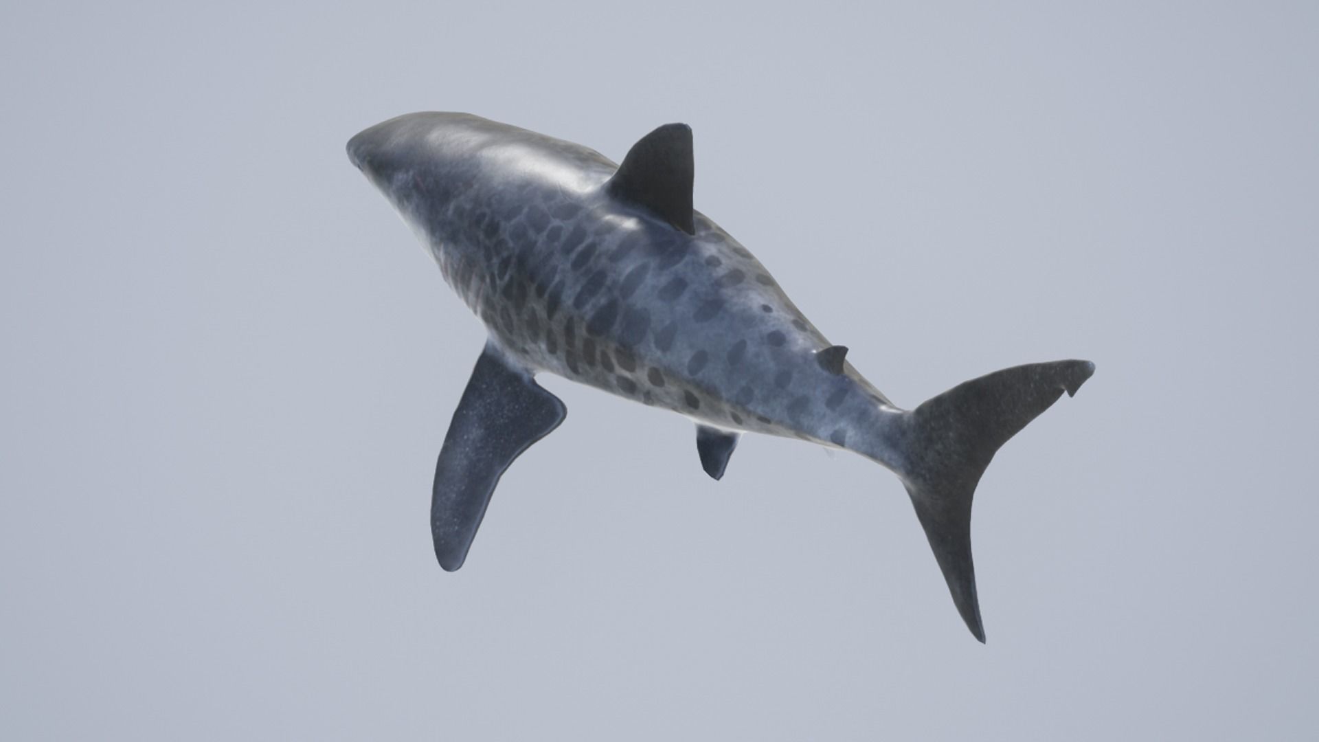 Tiger Shark Low-poly 3D model_11