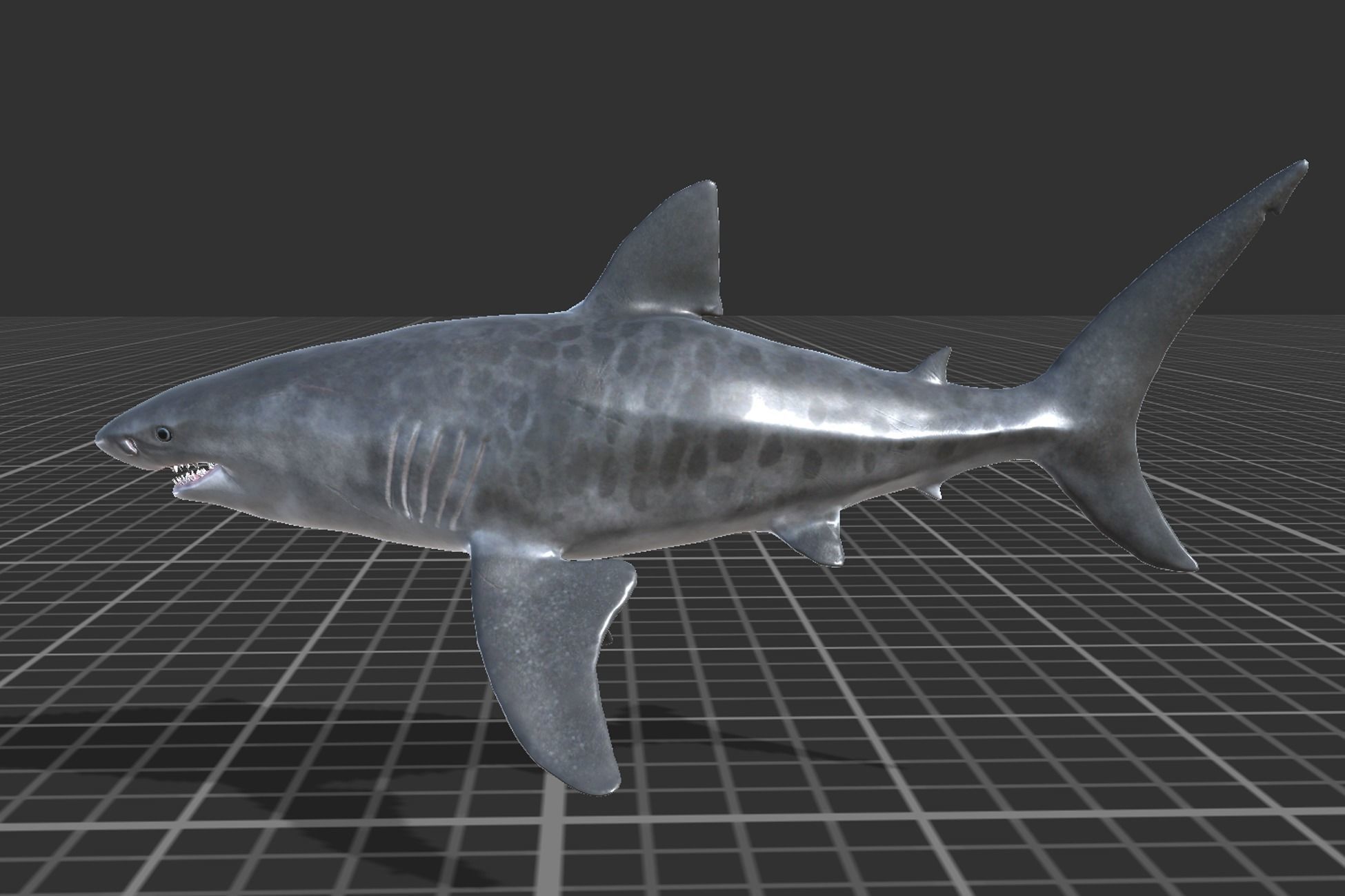 Tiger Shark Low-poly 3D model_3