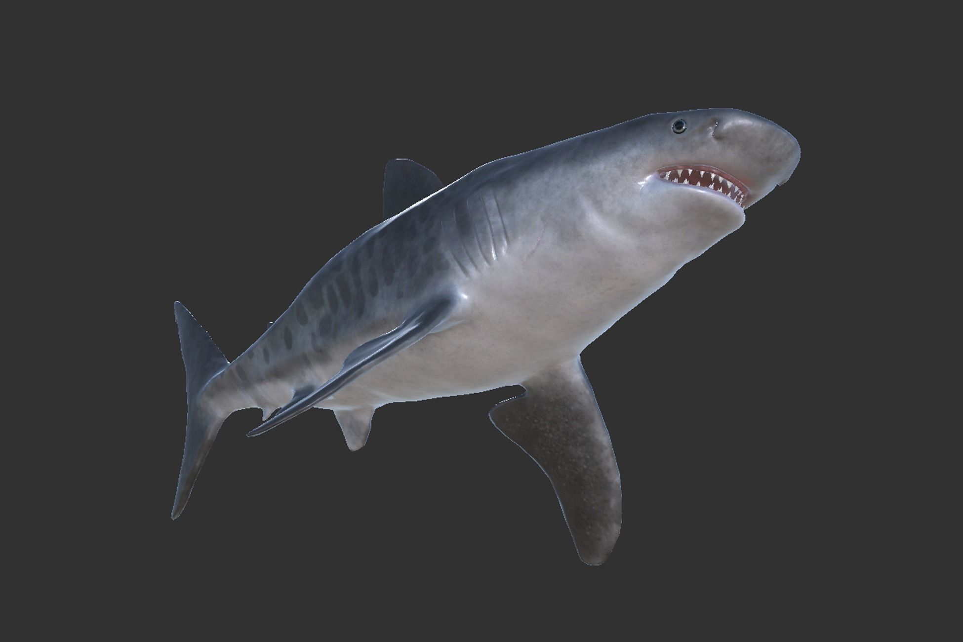 Tiger Shark Low-poly 3D model_6
