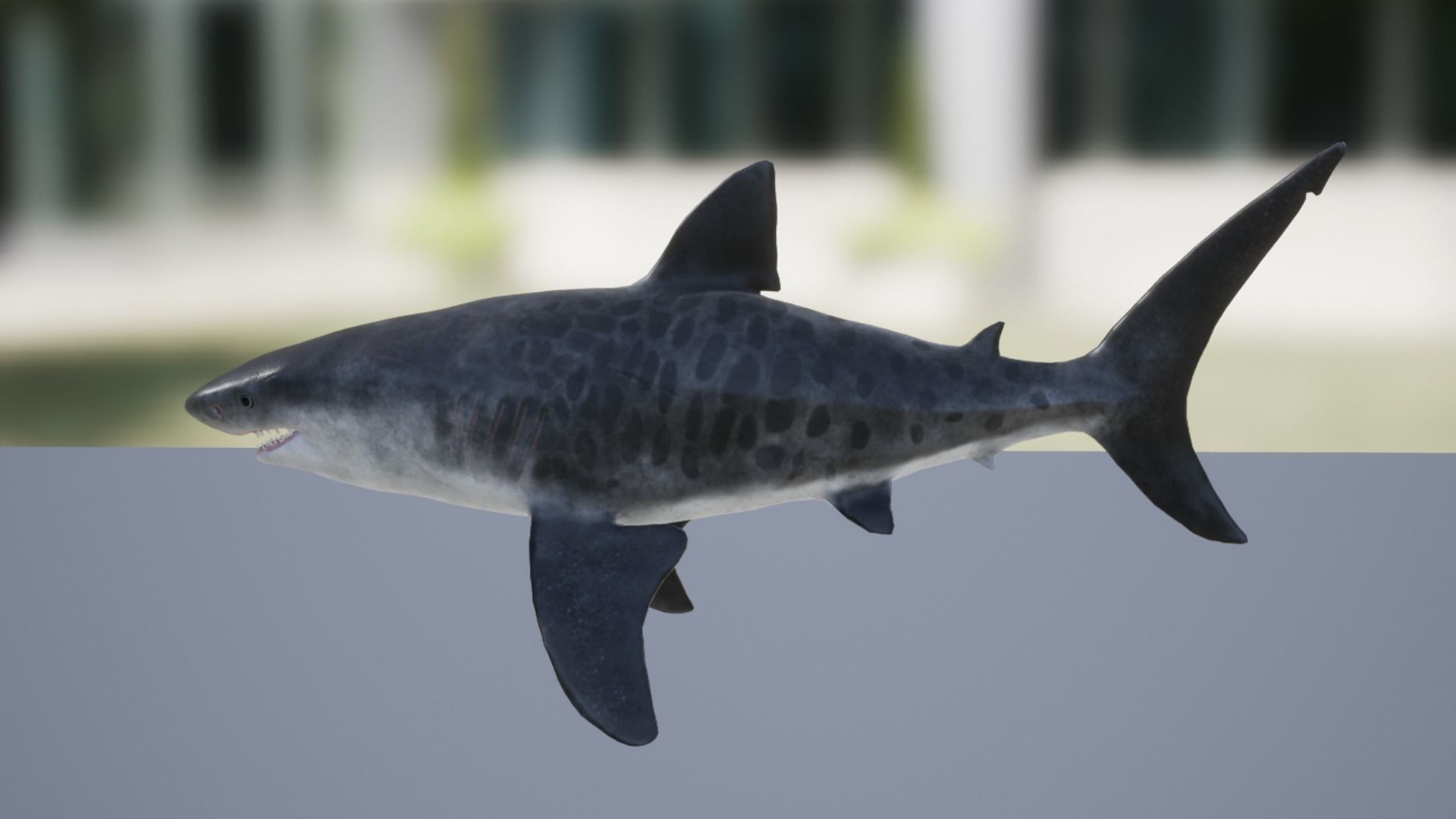 Tiger Shark Low-poly 3D model_9