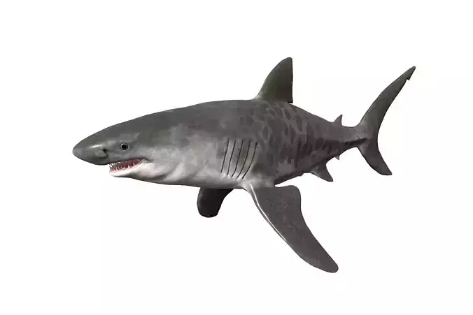 Tiger Shark Low-poly 3D model