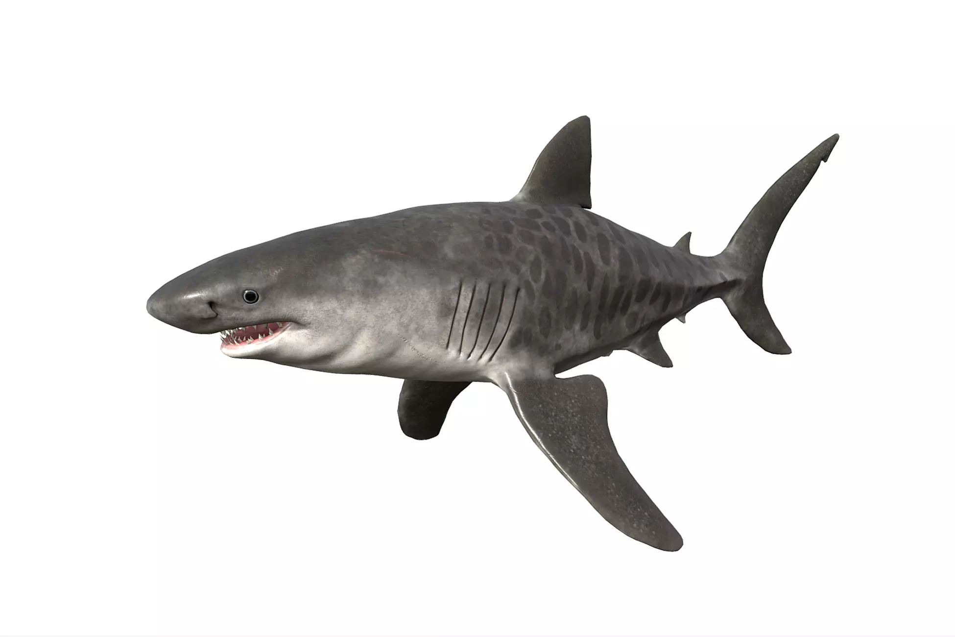 Tiger Shark Low-poly 3D model_0