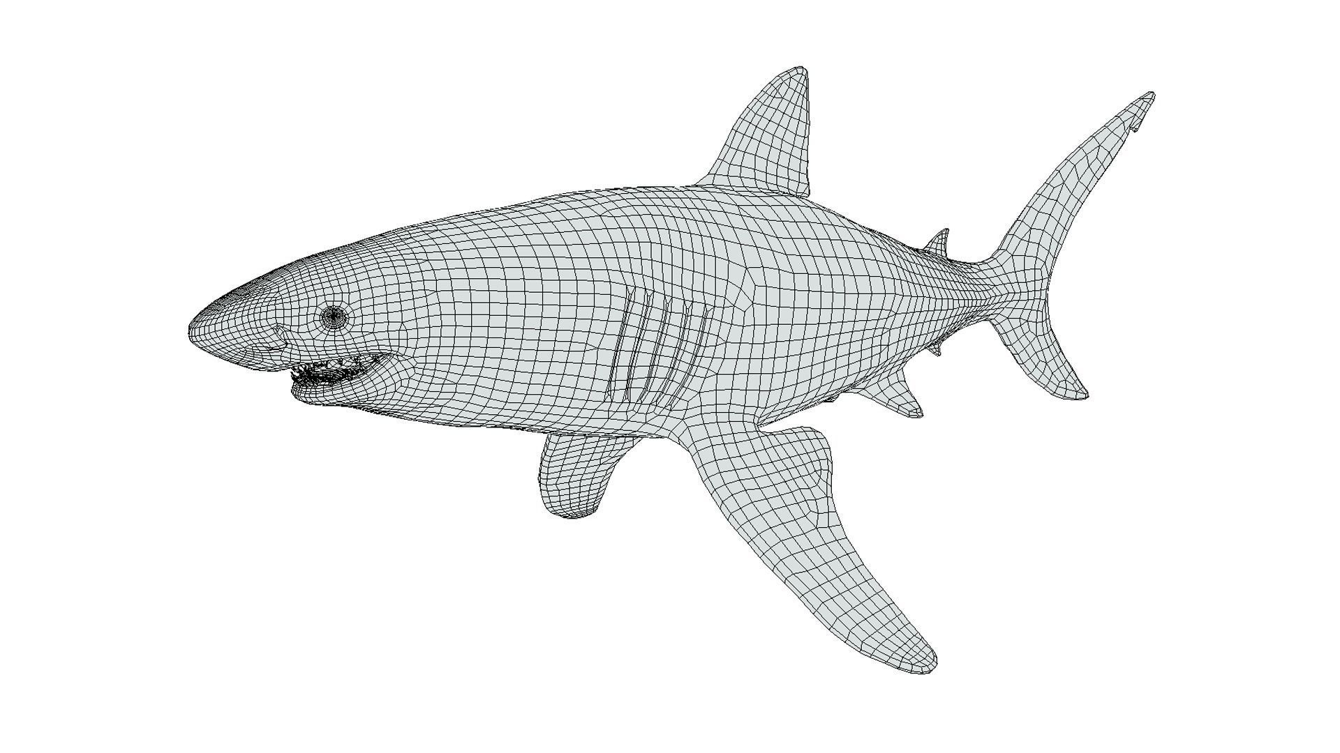 Tiger Shark Low-poly 3D model_2