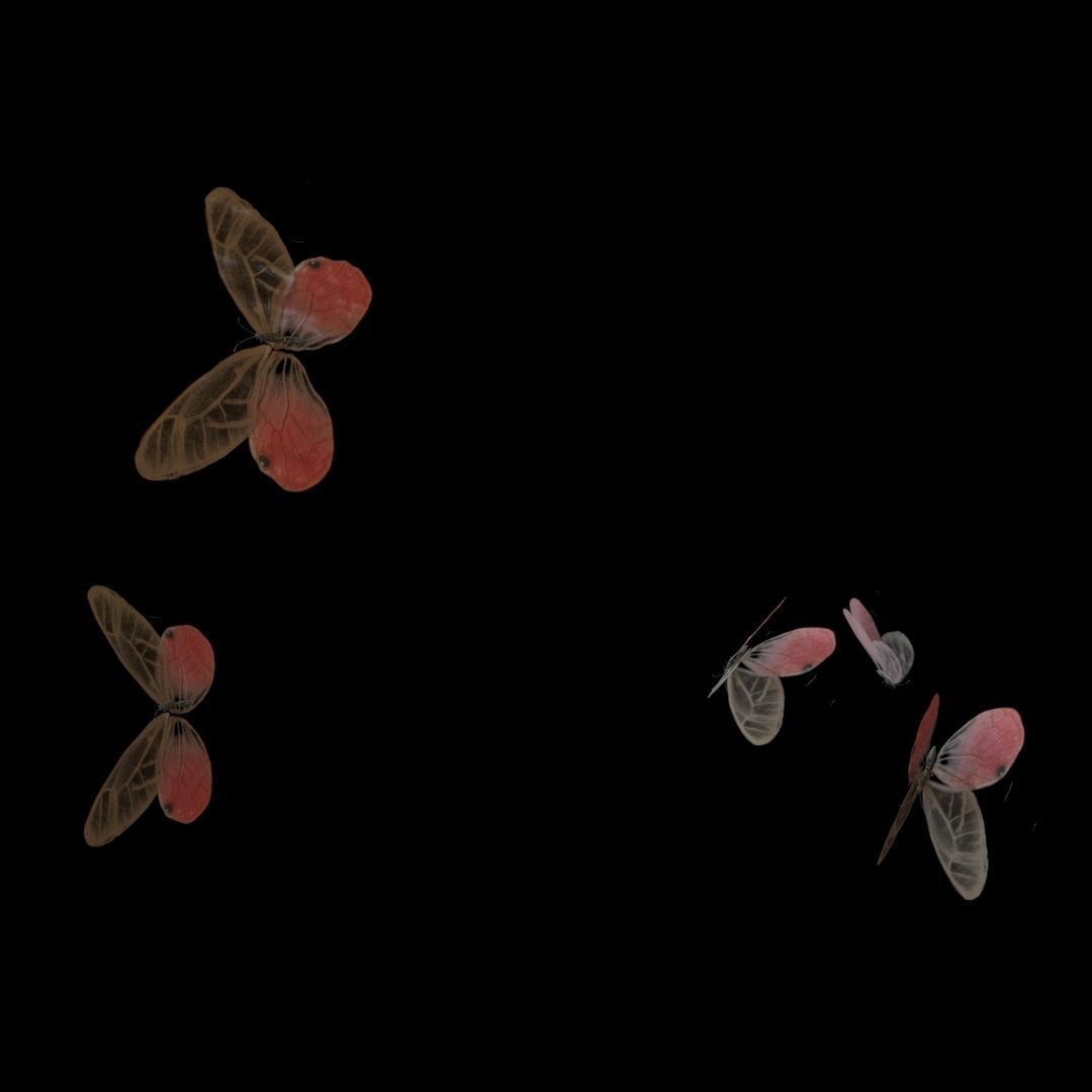 Butterflies Animated  3D model_21