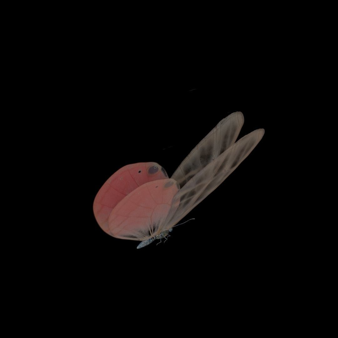Butterflies Animated  3D model_18