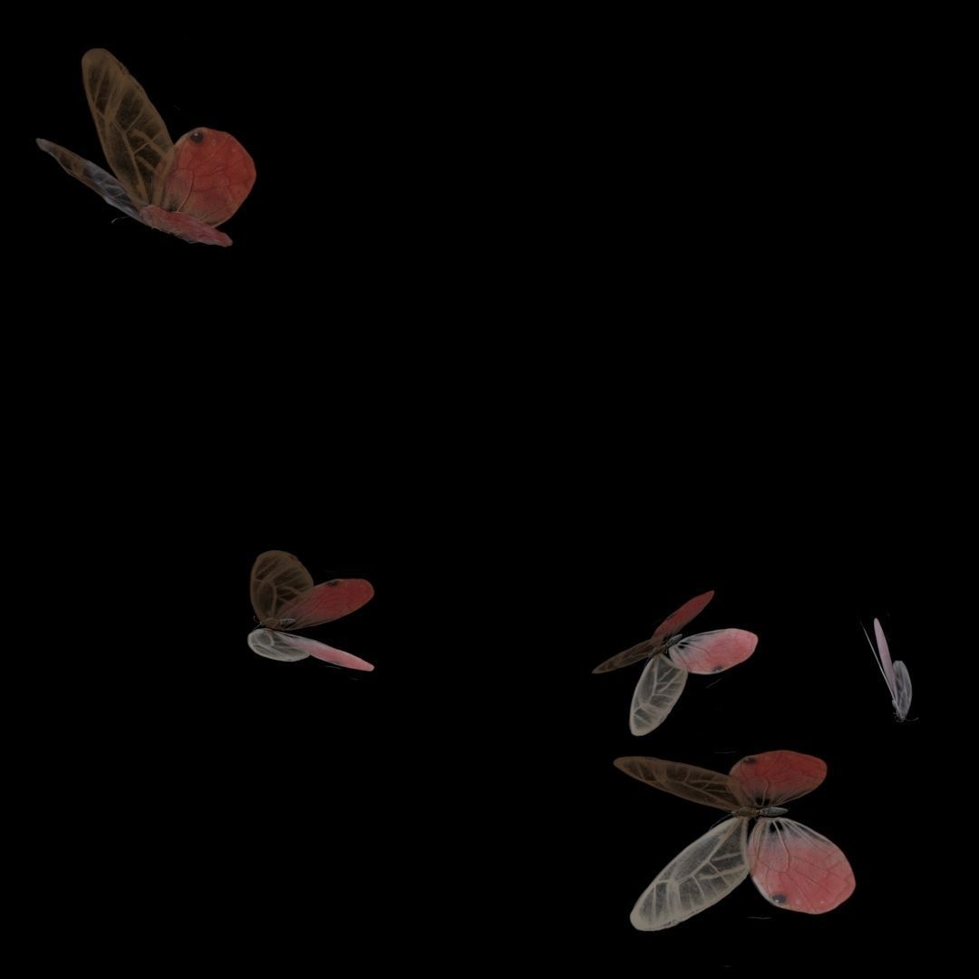 Butterflies Animated  3D model_22