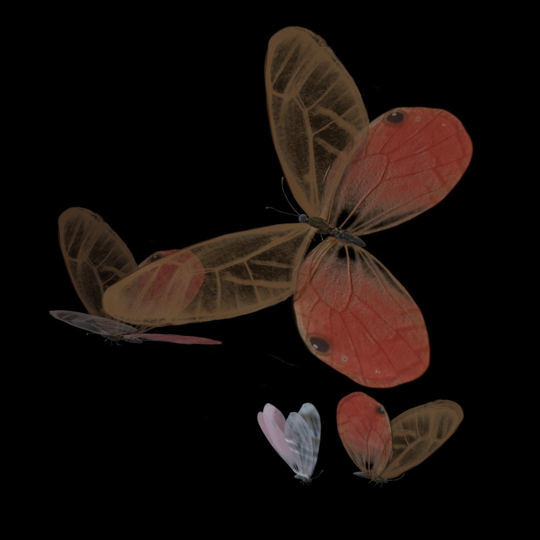 Butterflies Animated  3D model_6