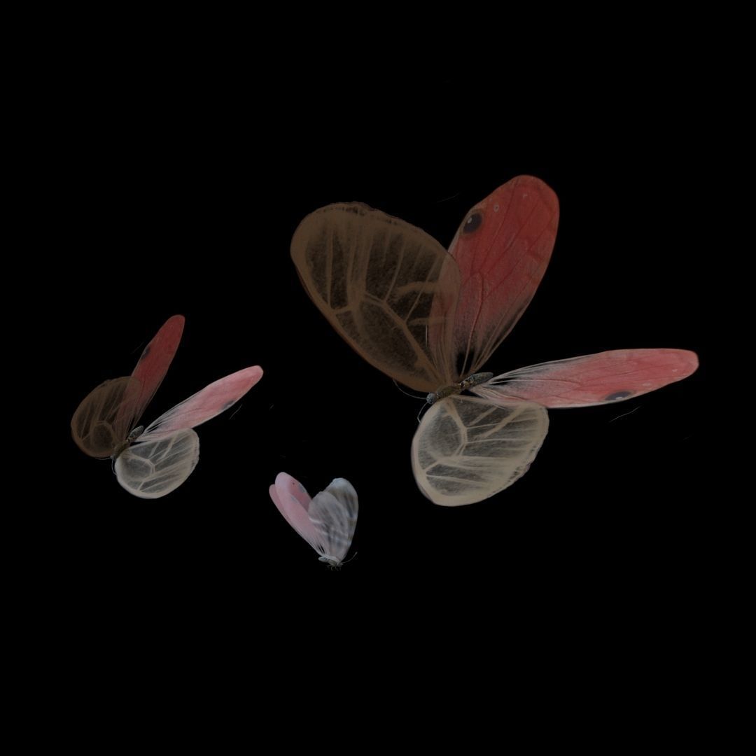 Butterflies Animated  3D model_4
