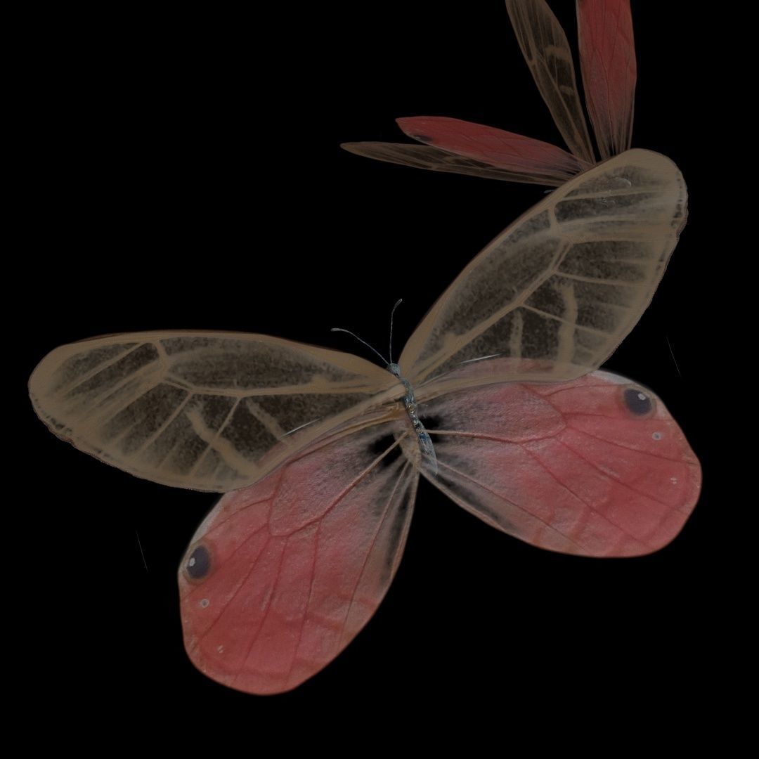 Butterflies Animated  3D model_14