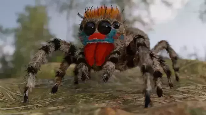 Jumper-Spider spider