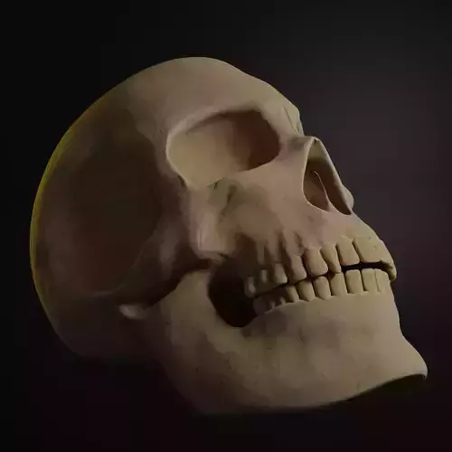 High detailed skull