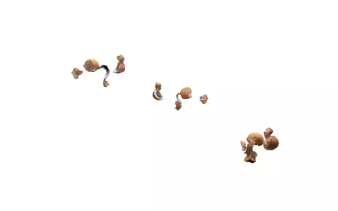 eggs shells 3D model