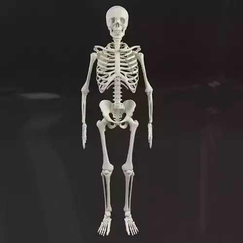 Skeleton human