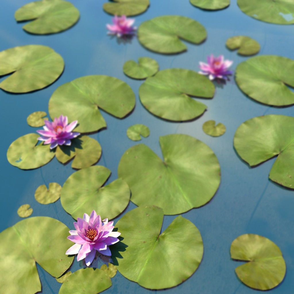 Water Lily Low-poly 3D model_5