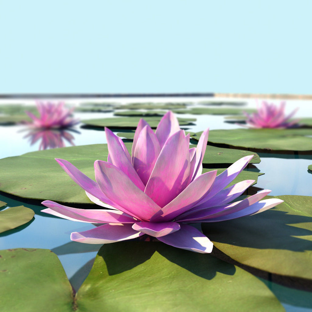 Water Lily Low-poly 3D model_8