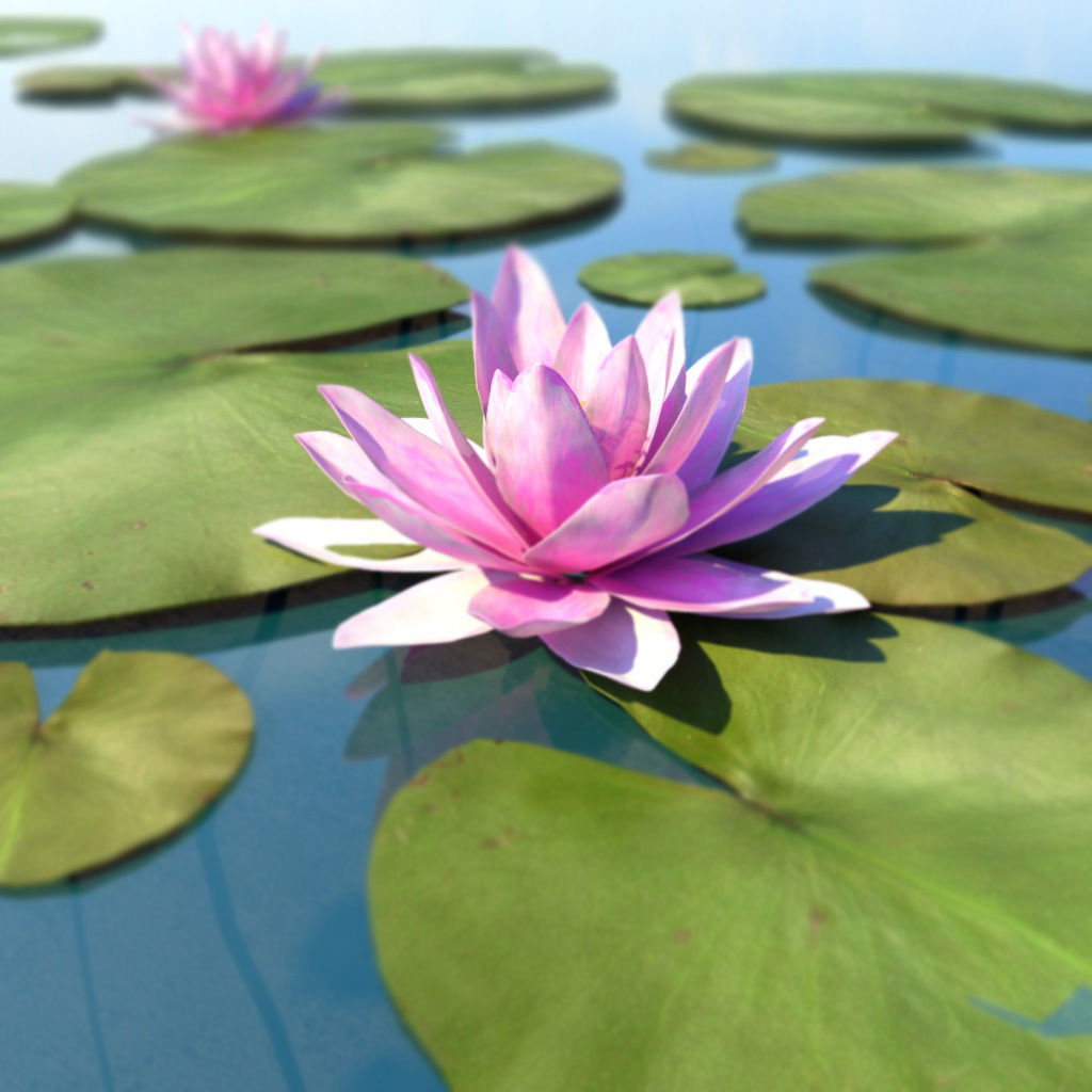 Water Lily Low-poly 3D model_2