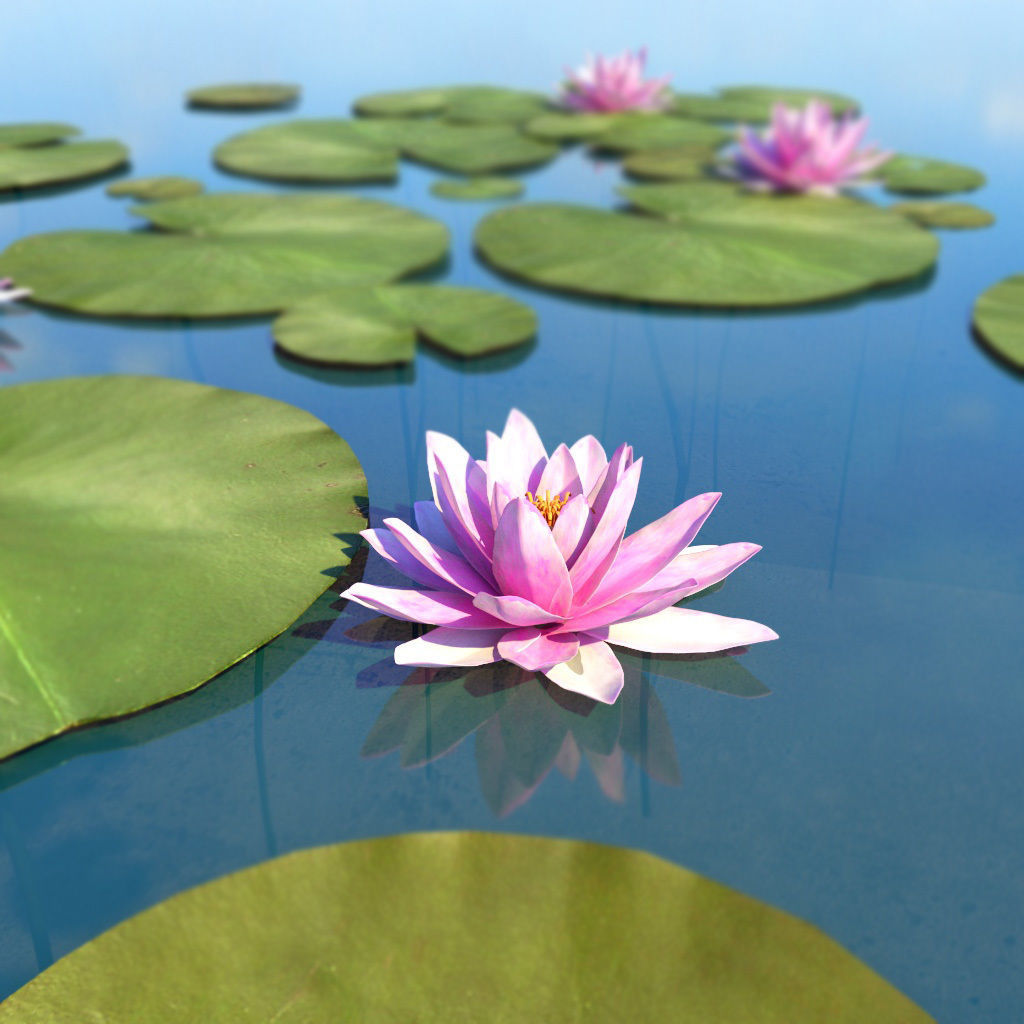 Water Lily Low-poly 3D model_3
