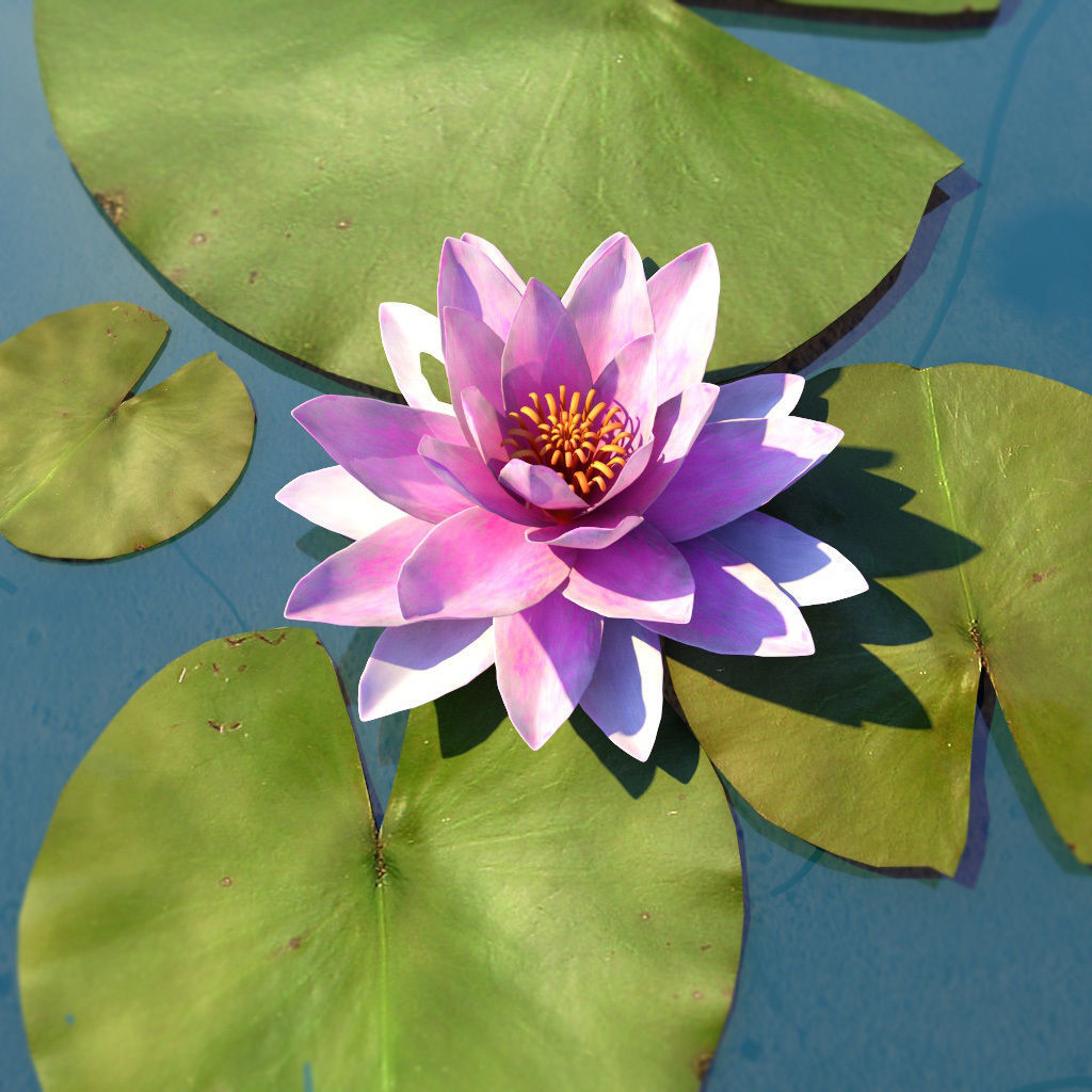 Water Lily Low-poly 3D model_7