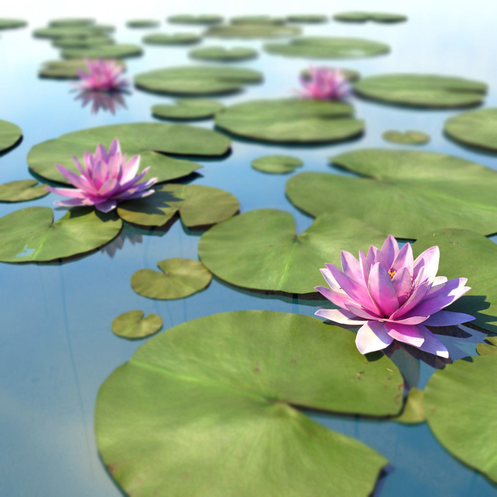 Water Lily Low-poly 3D model_6