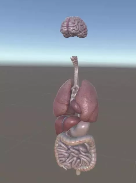 Internal organs Low-poly 3D model_0