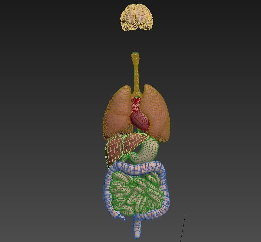 Internal organs Low-poly 3D model_2