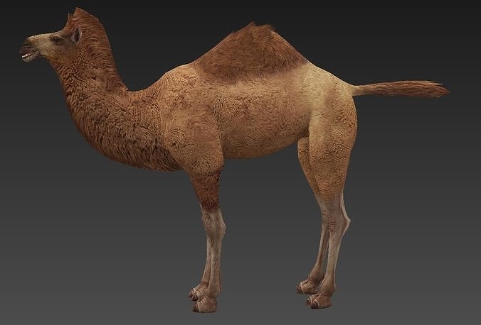 camel Low-poly 3D model