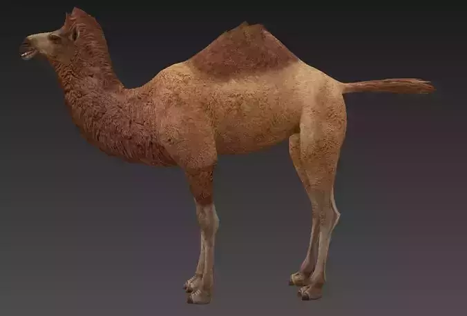 camel