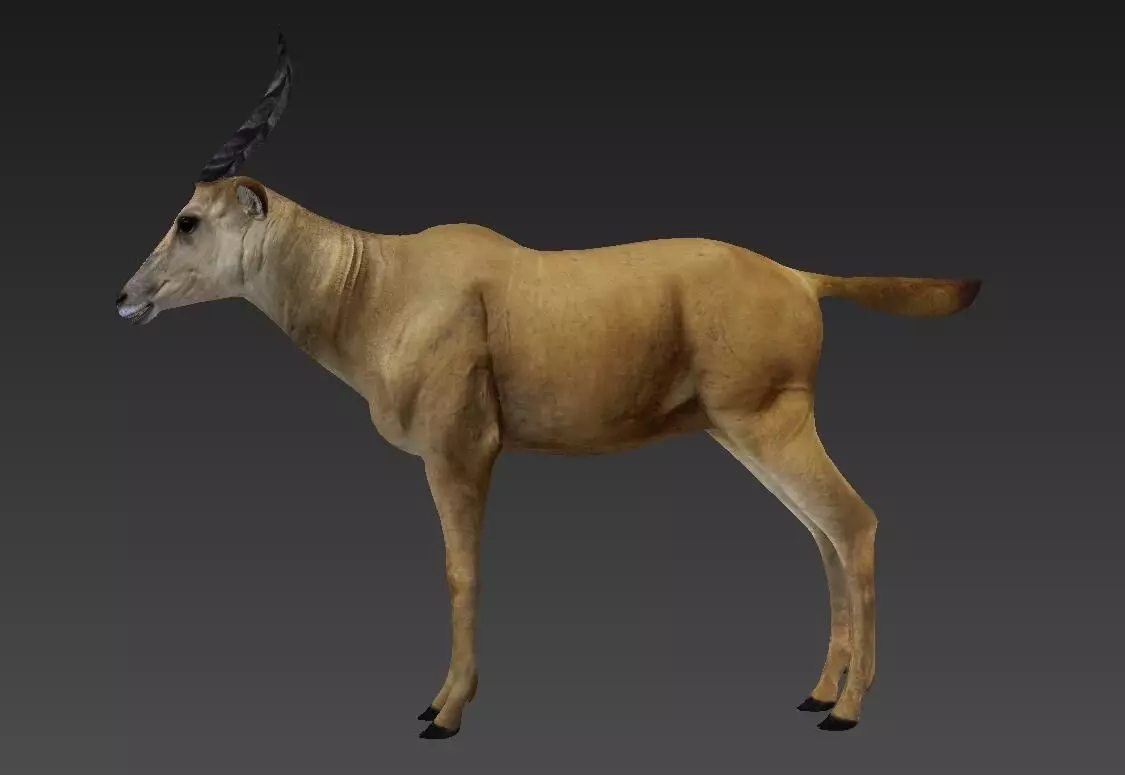 antelope Low-poly 3D model_0