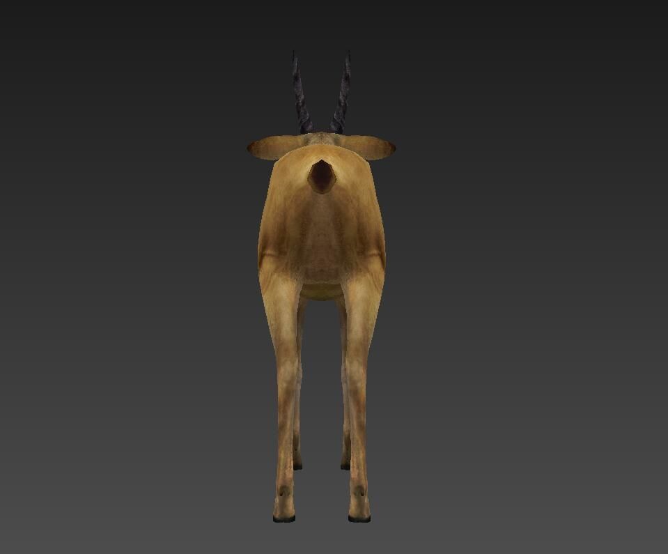 antelope Low-poly 3D model_3