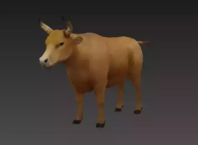 animal cow 