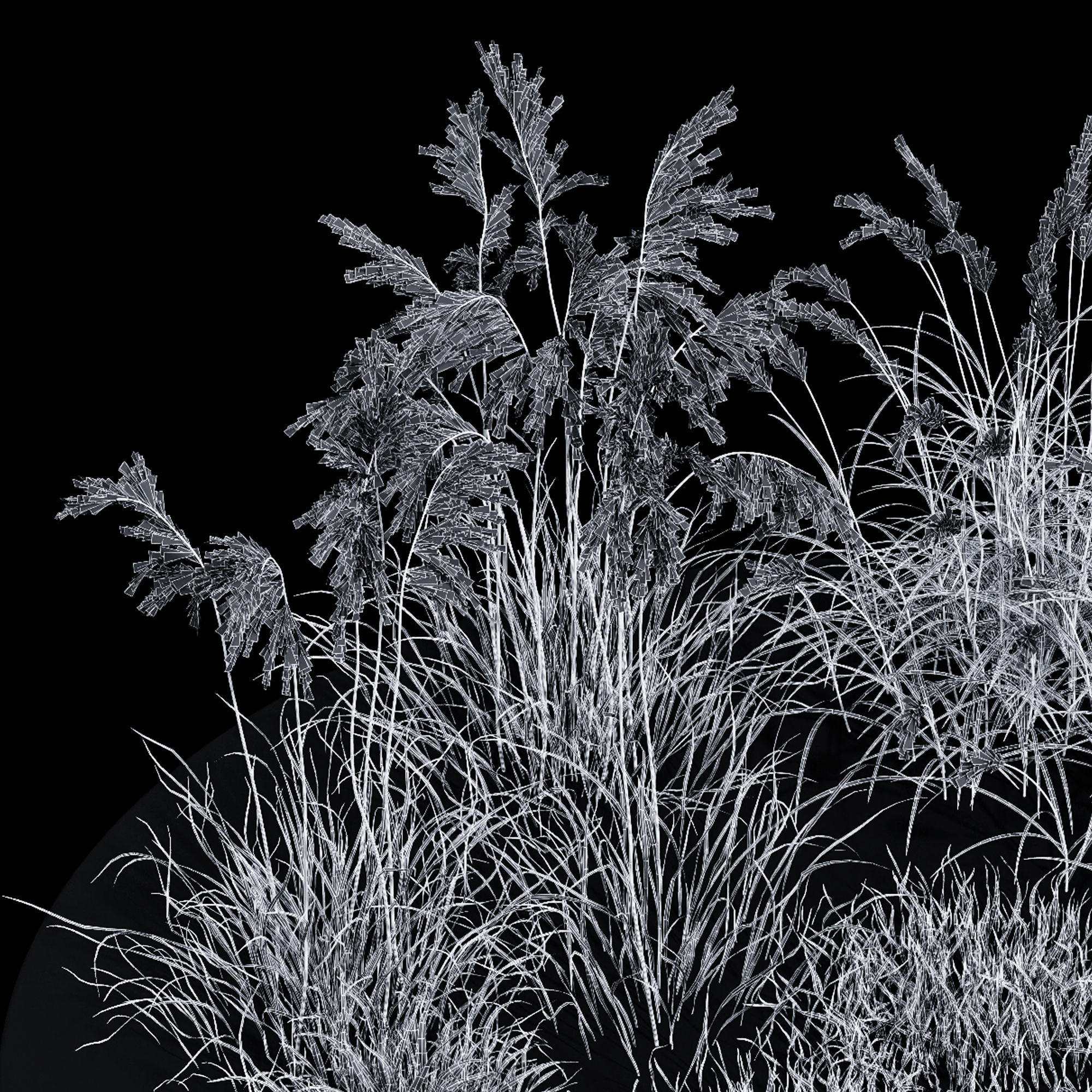 Grass-Dry-Set01 grasses on table 3D model_4