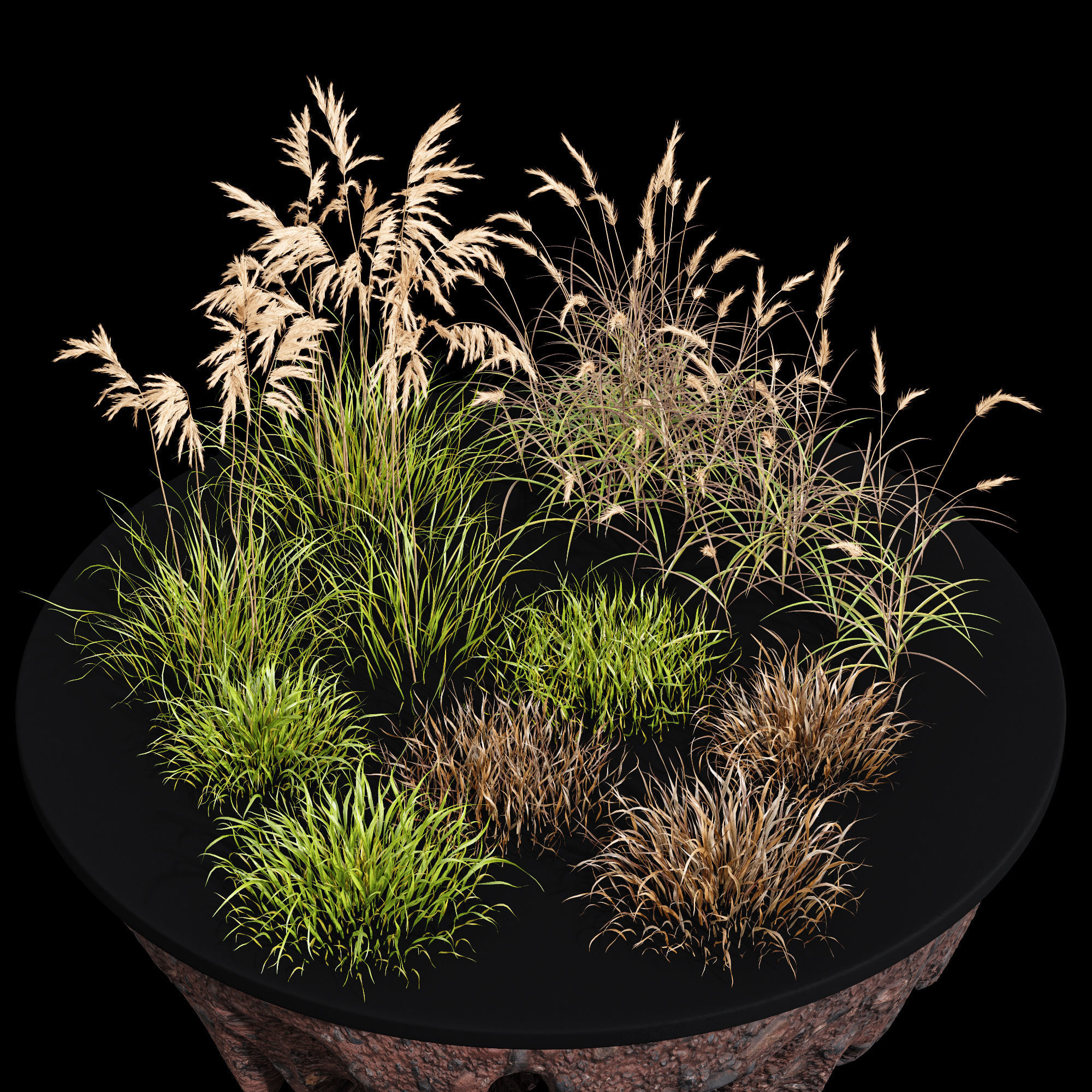 Grass-Dry-Set01 grasses on table 3D model_1