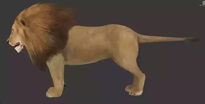 lion animal
