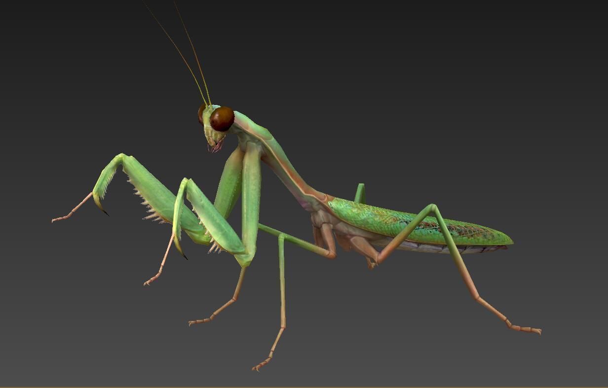 mantis insect Low-poly 3D model_1