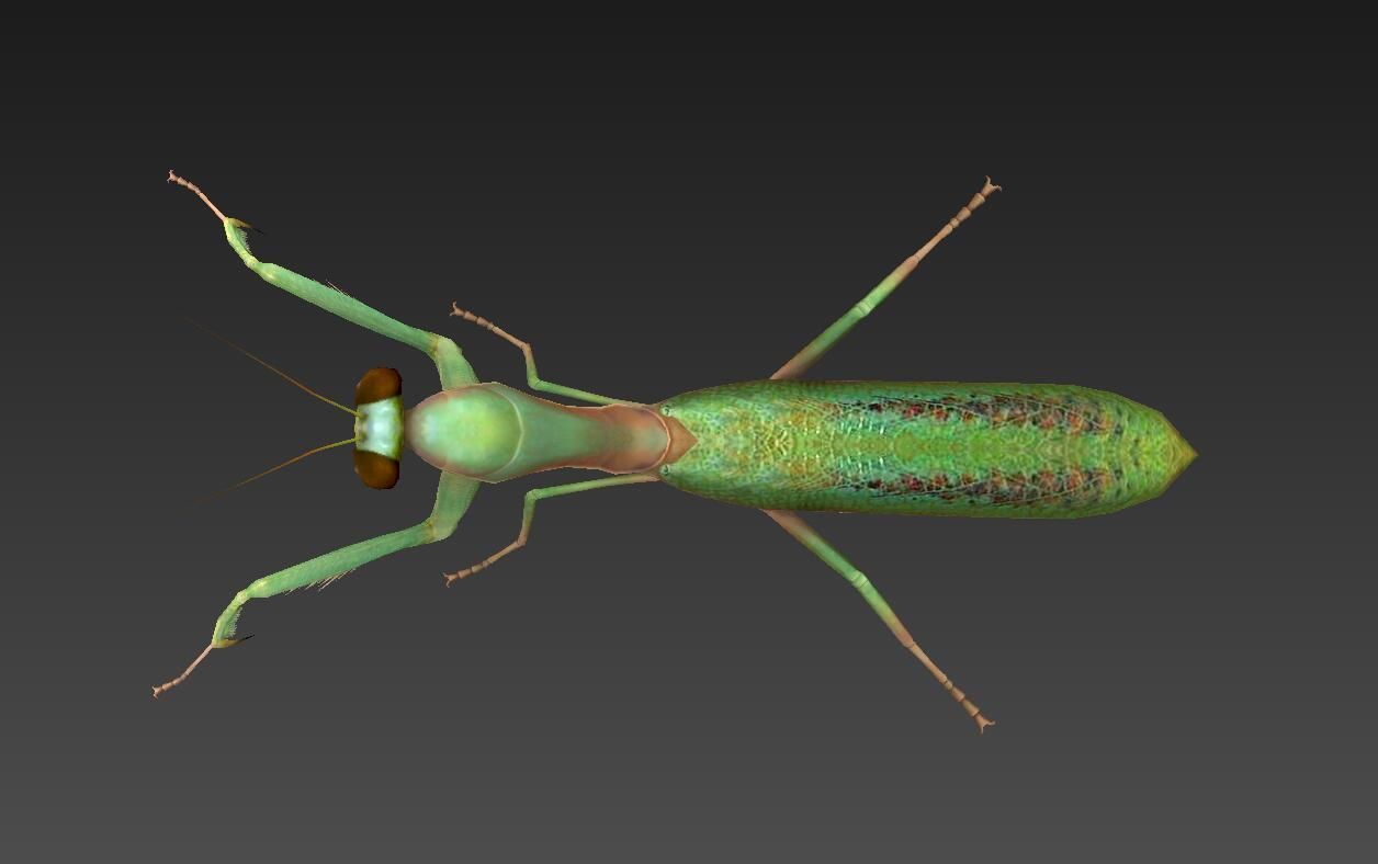mantis insect Low-poly 3D model_4