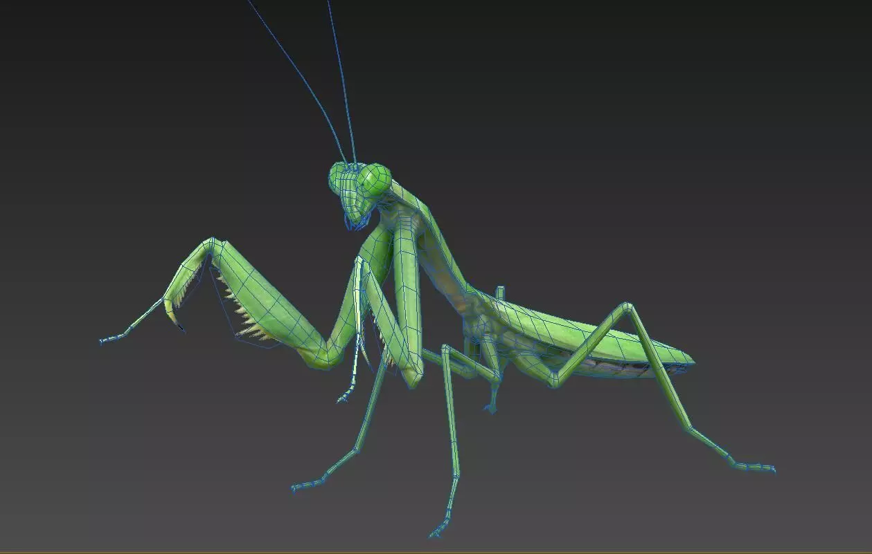 mantis insect Low-poly 3D model_0