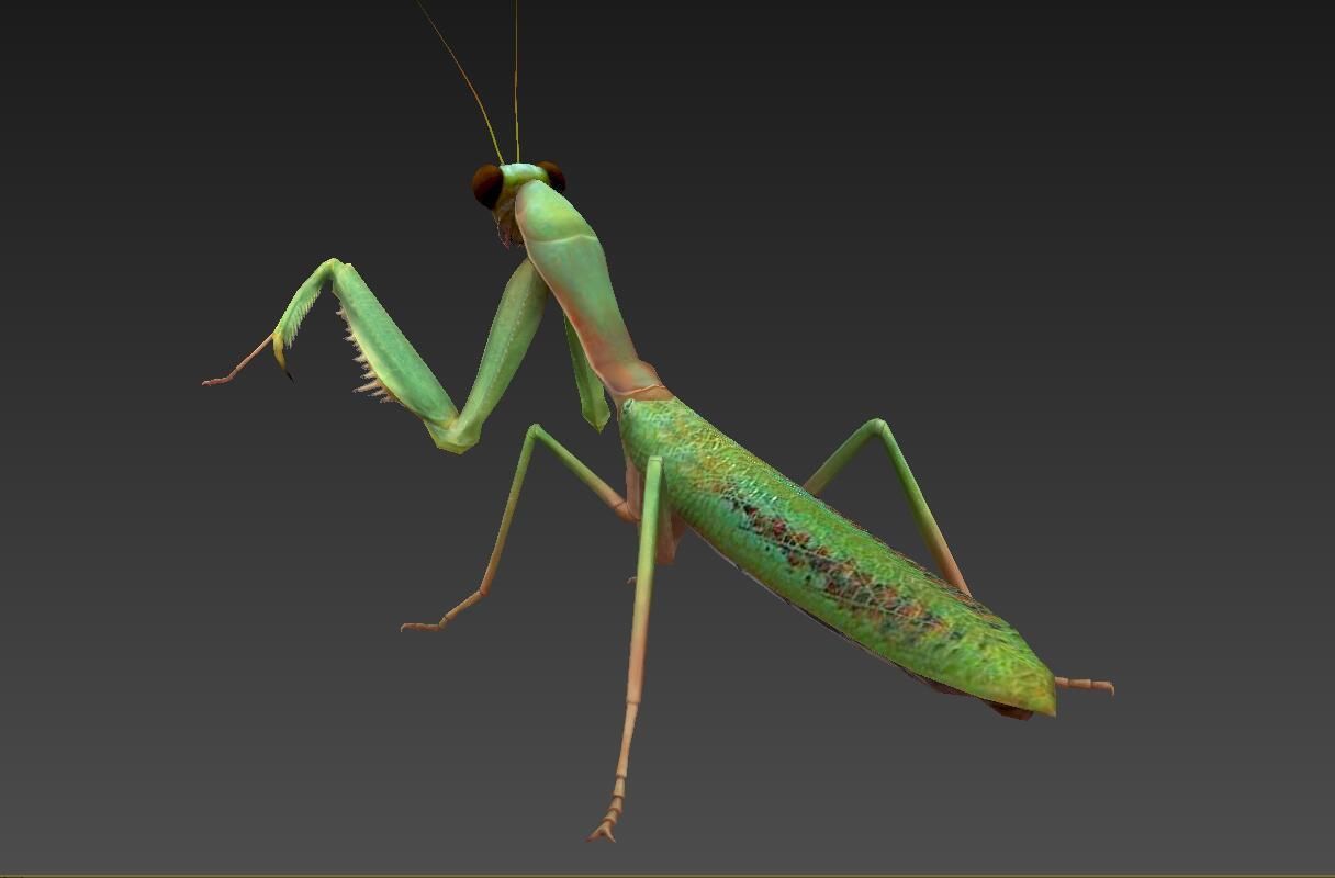 mantis insect Low-poly 3D model_3