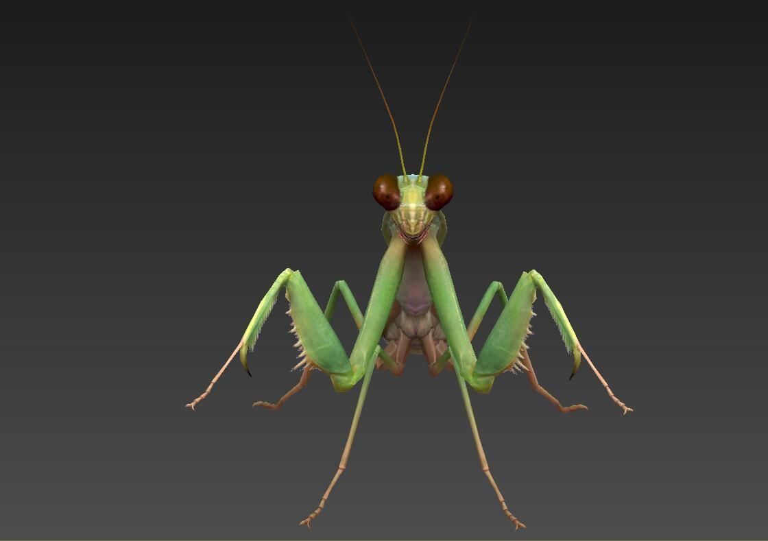 mantis insect Low-poly 3D model_2