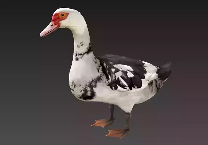 Mallard  duck  Low-poly 3D model